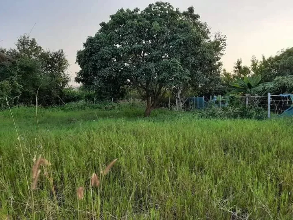 ขายที่ดินเลียบรถไฟ สารภี ใกล้เมือง เงียบสงบ