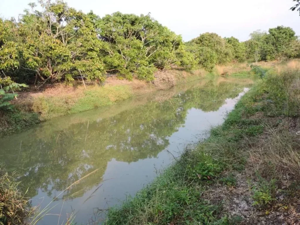 ขายที่สวนลำใยติดคลองชลประทาน พญาชมภู สารภี ราคาถูก