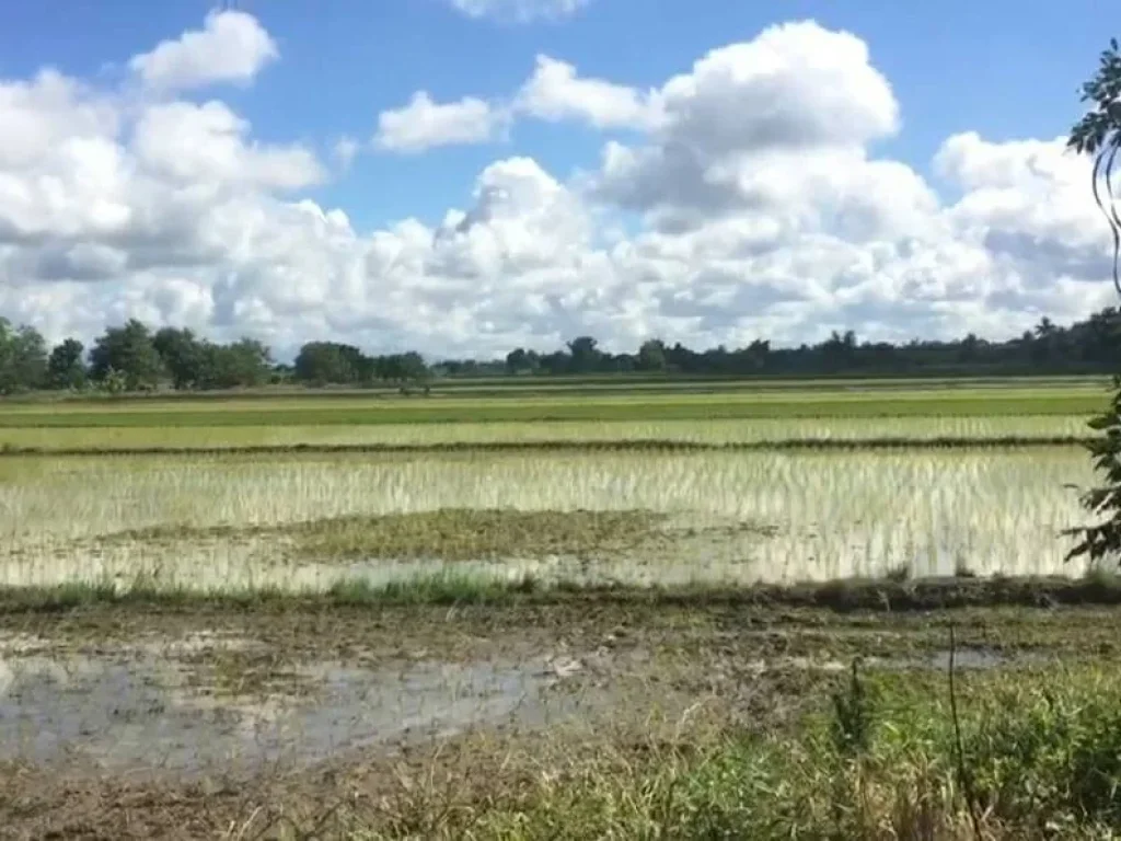 ที่นาวิวสวย 4ไร่กว่า ขายยกแปลงเพียง 890000 บาทพร้อมโอน