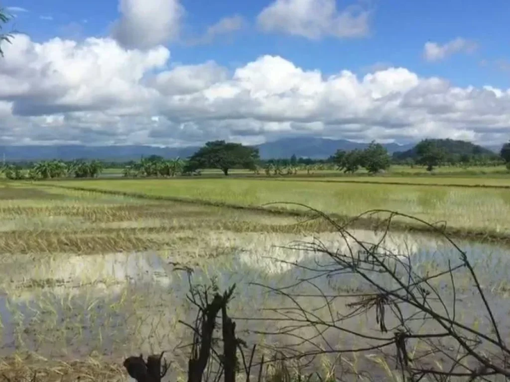 ที่นาวิวสวย 4ไร่กว่า ขายยกแปลงเพียง 890000 บาทพร้อมโอน