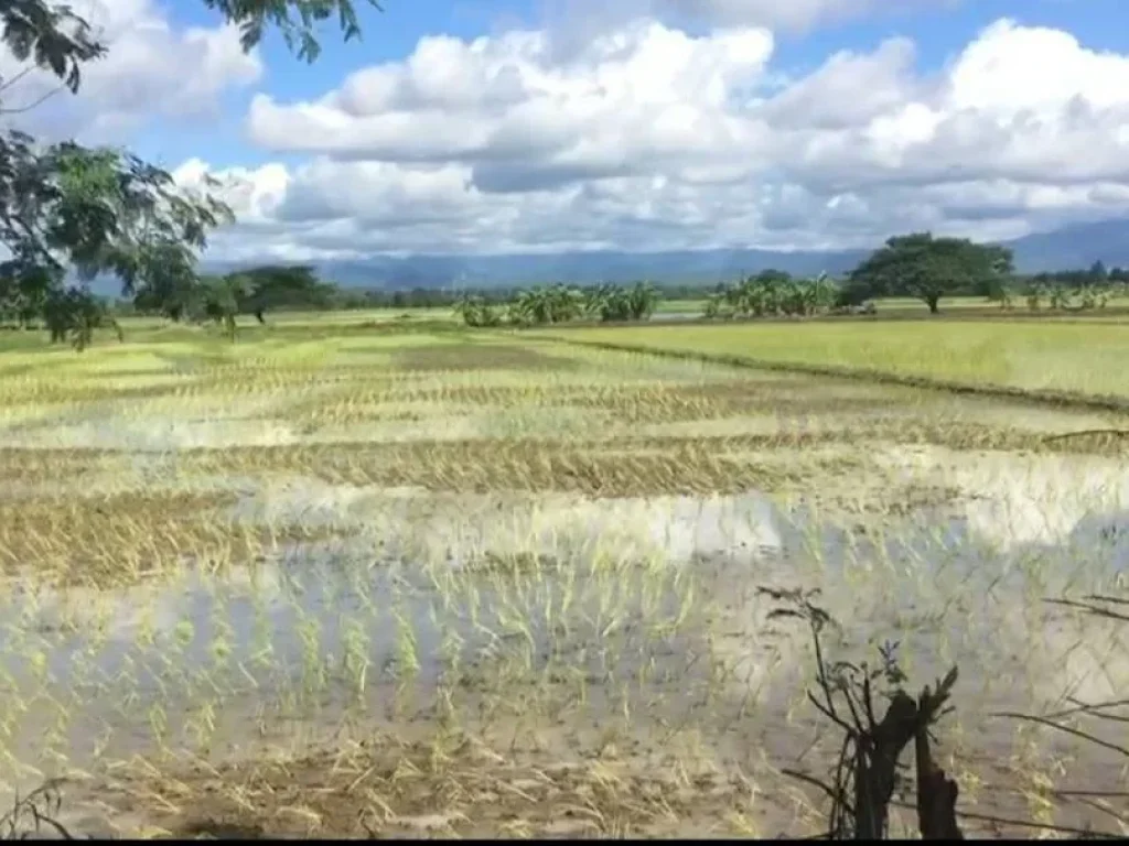 ที่นาวิวสวย 4ไร่กว่า ขายยกแปลงเพียง 890000 บาทพร้อมโอน