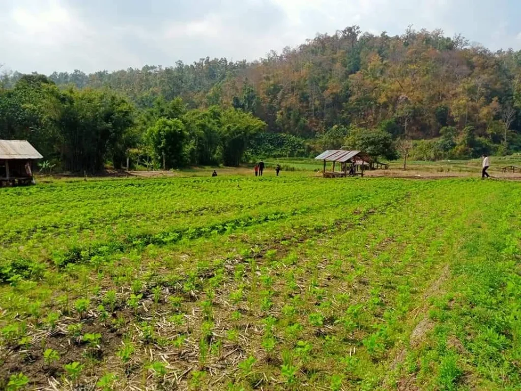 ขายที่นาเนินดอยติดน้ำ สะเมิง วิวดอย ราคาสุดคุ้ม