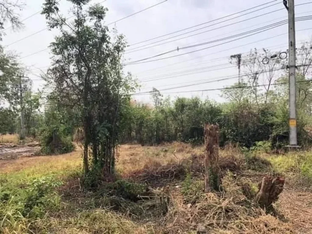 ขายที่ดินสวย 6 ไร่ หนองบัว ติดถนนเส้นหลัก ขอนแก่น-ชุมแพ ทำเลดี เดินทางสะดวก ย่านเศรษฐกิจ