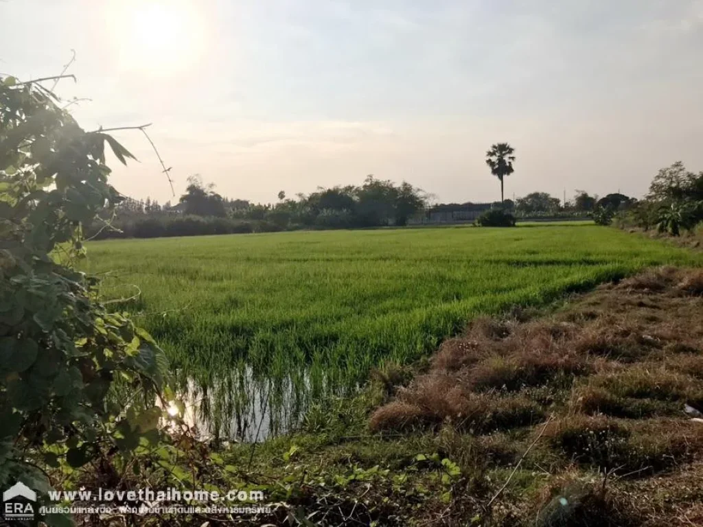 ขายที่ดินเปล่า ซอยศาลเจ้าพ่อตันข่อย อเชียงราก จปทุมธานี ใกล้ทางพิเศษอุดรรัถยา พื้นที่5-2-52ไร่ ขาย123ล้านบาท ที่ดินแปลงสวย