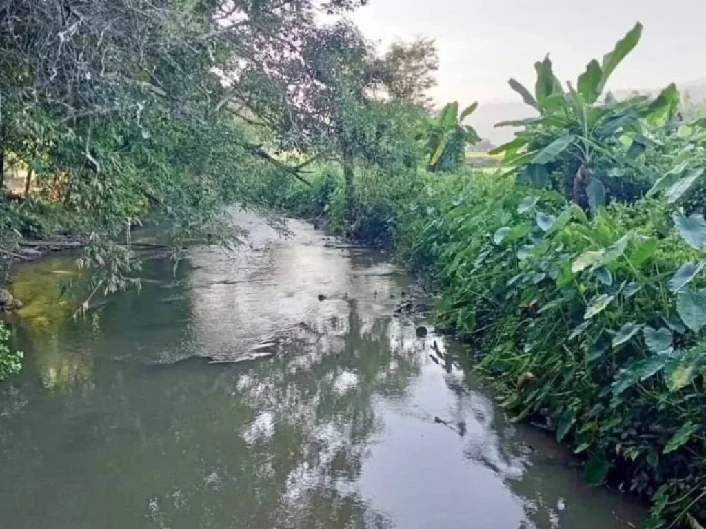 ขายที่ดินวิวภูเขา ติดลำน้ำแม่ริม จเชียงใหม่