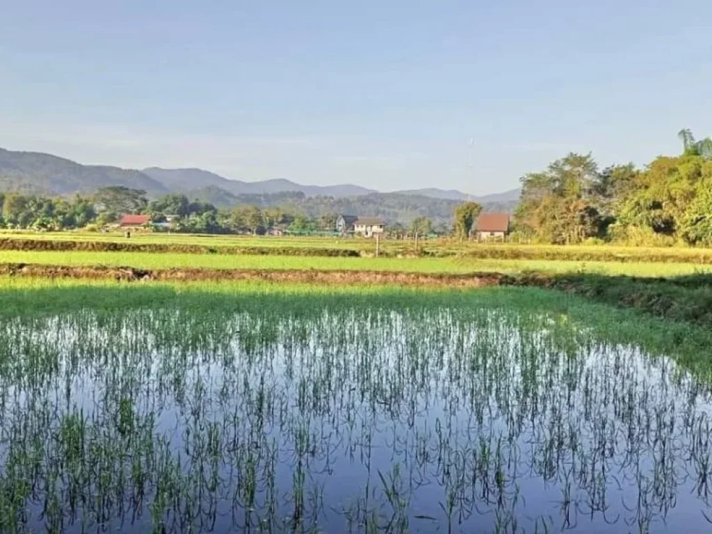 ขายที่ดินวิวภูเขา ติดลำน้ำแม่ริม จเชียงใหม่