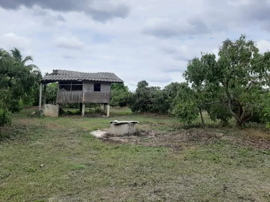 ขายสวนลำใยหนองช้างคืน พร้อมผลผลิต ราคาถูก