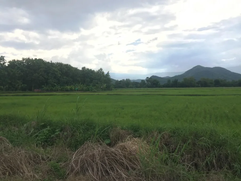 ขายที่ดิน 7 ไร่ บ้านโตก เพชรบูรณ์ วิวเขา ใกล้ชุมชน เจ้าของขายเอง