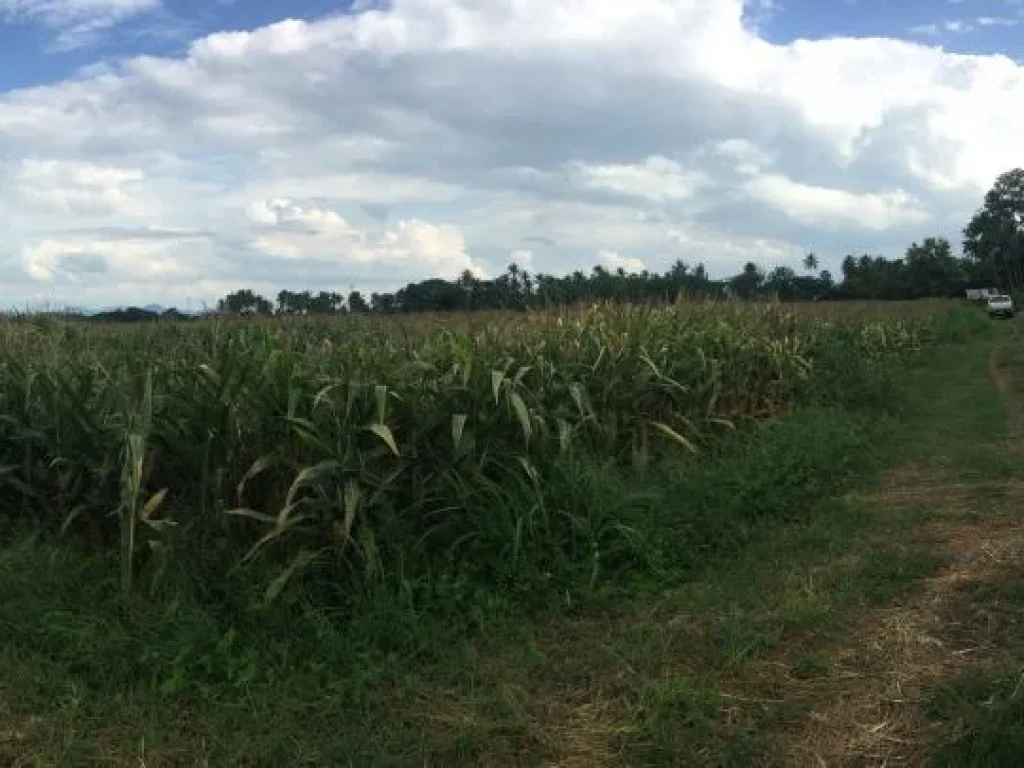 ขายที่ดิน 7 ไร่ บ้านโตก เพชรบูรณ์ วิวเขา ใกล้ชุมชน เจ้าของขายเอง