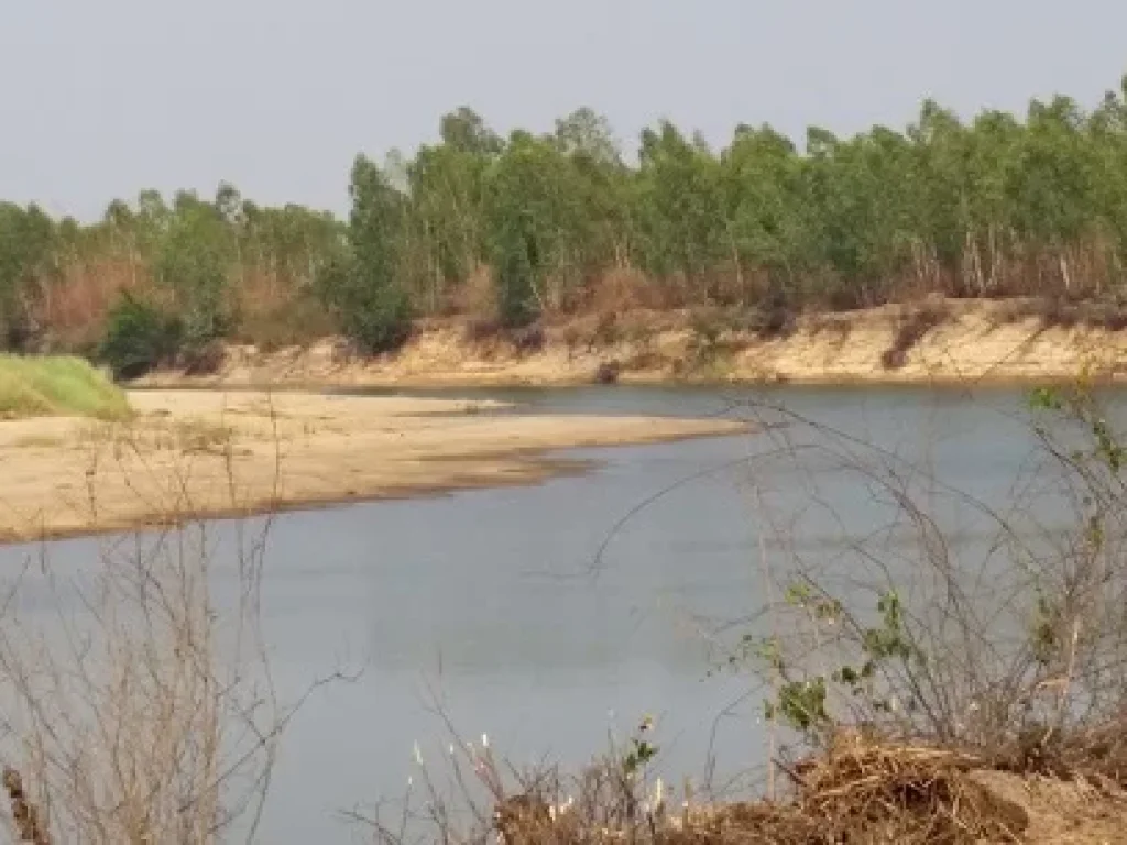 ขายที่ดิน 190 ไร่ ติดริมแม่น้ำมูล ใกล้ฝายยางบ้านเขว้า อ คูเมือง บุรีรัมย์