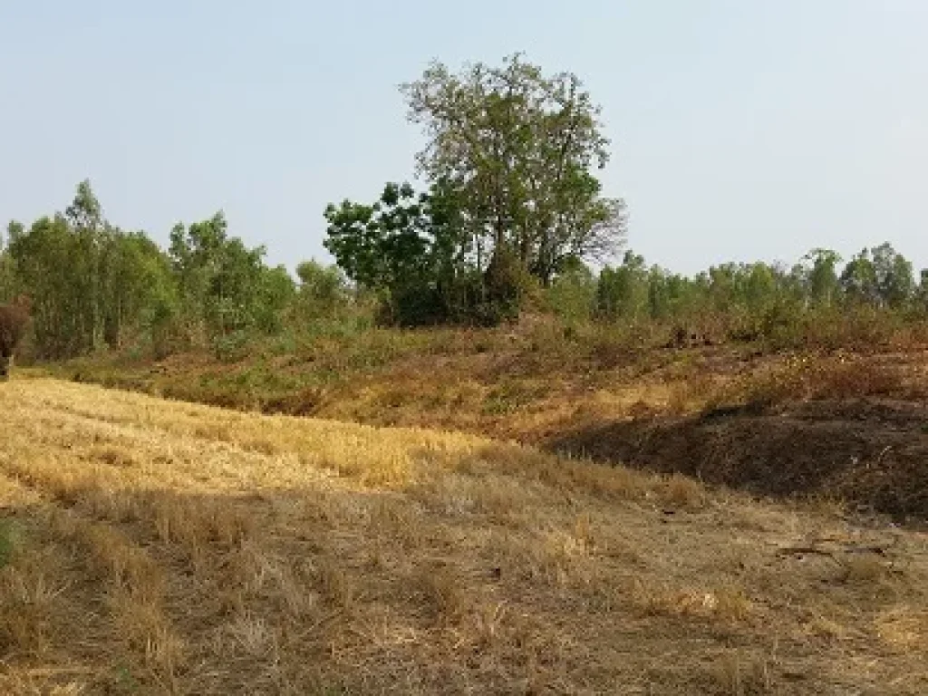 ขายที่ดิน 190 ไร่ ติดริมแม่น้ำมูล ใกล้ฝายยางบ้านเขว้า อ คูเมือง บุรีรัมย์