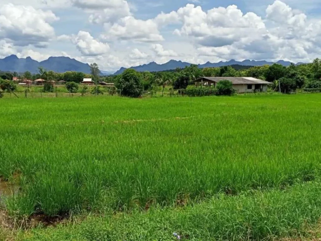 ขายที่ดินวิวดอยหลวงเมืองงาย เชียงดาว ถนนคอนกรีต ราคาถูก