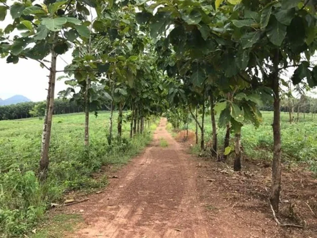 ขายที่ดิน ภบท5 ตวังทอง อภักดีชุมพล จชัยภูมิ ราคาถูก ที่ดินสวย บรรยากาศดี วิวภูเขา ดินดี