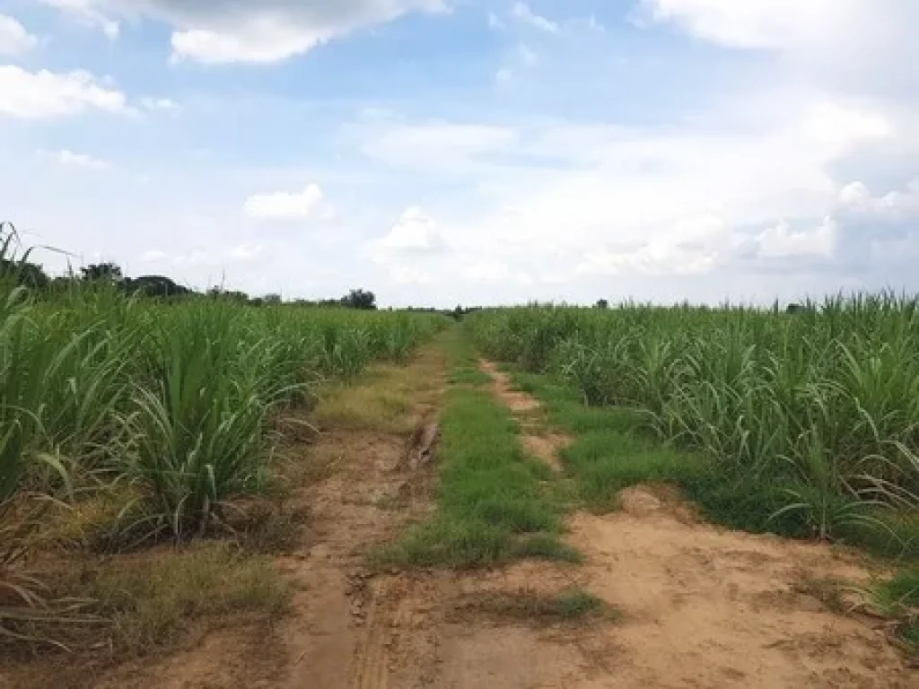 ขายที่ดิน ขนาด 44 ไร่ ติดถนนทางหลวงแผ่นดิน ที่ทุ่งคอก อสองพี่น้อง จสุพรรณบุรี