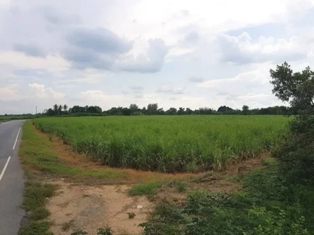 ขายที่ดิน ขนาด 44 ไร่ ติดถนนทางหลวงแผ่นดิน ที่ทุ่งคอก อสองพี่น้อง จสุพรรณบุรี