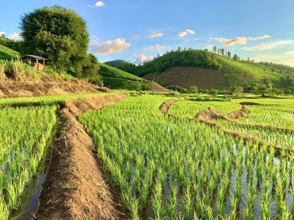 ขายที่ดินวิวดอย ท่าผา ติดธารน้ำ เหมาะกับลงทุนสร้างรีสอทร์