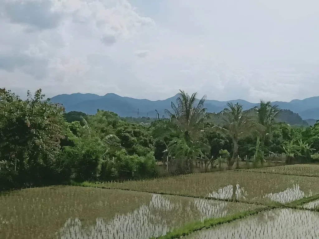 ขายที่นา น้ำบ่อหลวง สันป่าตอง ราคาถูก