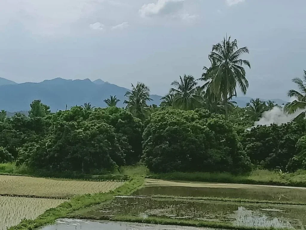 ขายที่นา น้ำบ่อหลวง สันป่าตอง ราคาถูก