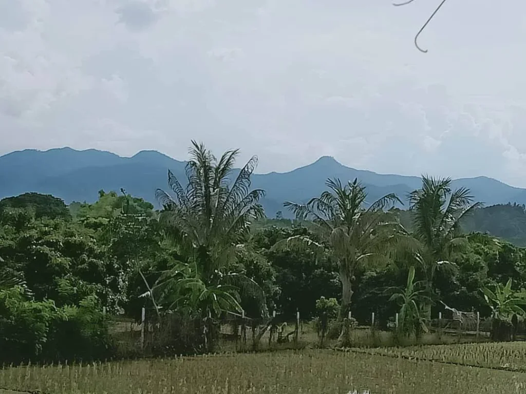 ขายที่นา น้ำบ่อหลวง สันป่าตอง ราคาถูก