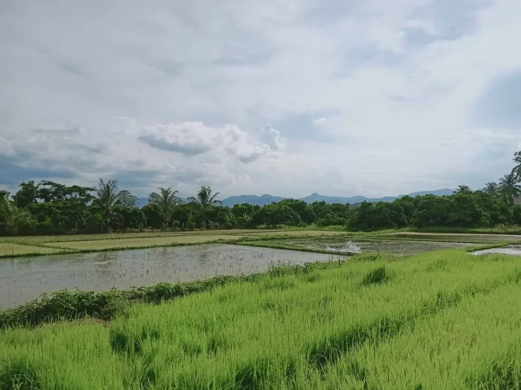 ขายที่นา น้ำบ่อหลวง สันป่าตอง ราคาถูก