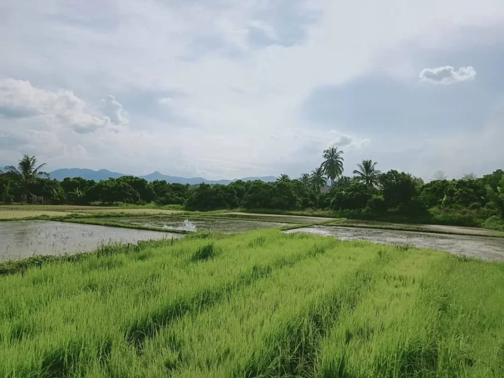 ขายที่นา น้ำบ่อหลวง สันป่าตอง ราคาถูก