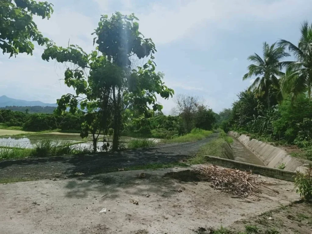 ขายที่นา น้ำบ่อหลวง สันป่าตอง ราคาถูก