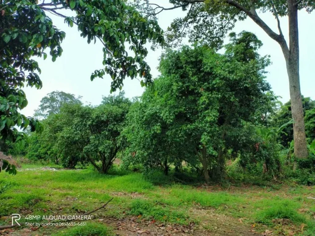 ขายที่สวนมะยงค์ชิด รูปที่สวย ติดคลองสวย เนื้อที่ 6-3-40 ไร่ ตป่าขะ อบ้านนา จนครนายก