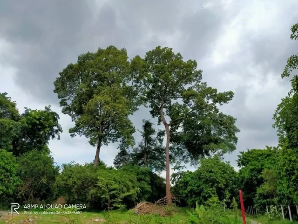 ขายที่สวนมะยงค์ชิด รูปที่สวย ติดคลองสวย เนื้อที่ 6-3-40 ไร่ ตป่าขะ อบ้านนา จนครนายก