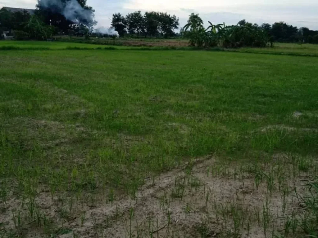 ขายที่ดินติดถนน เห็นพระธาตุ ทำเลค้าขายได้ ดอยสะเก็ต ป่าลาน