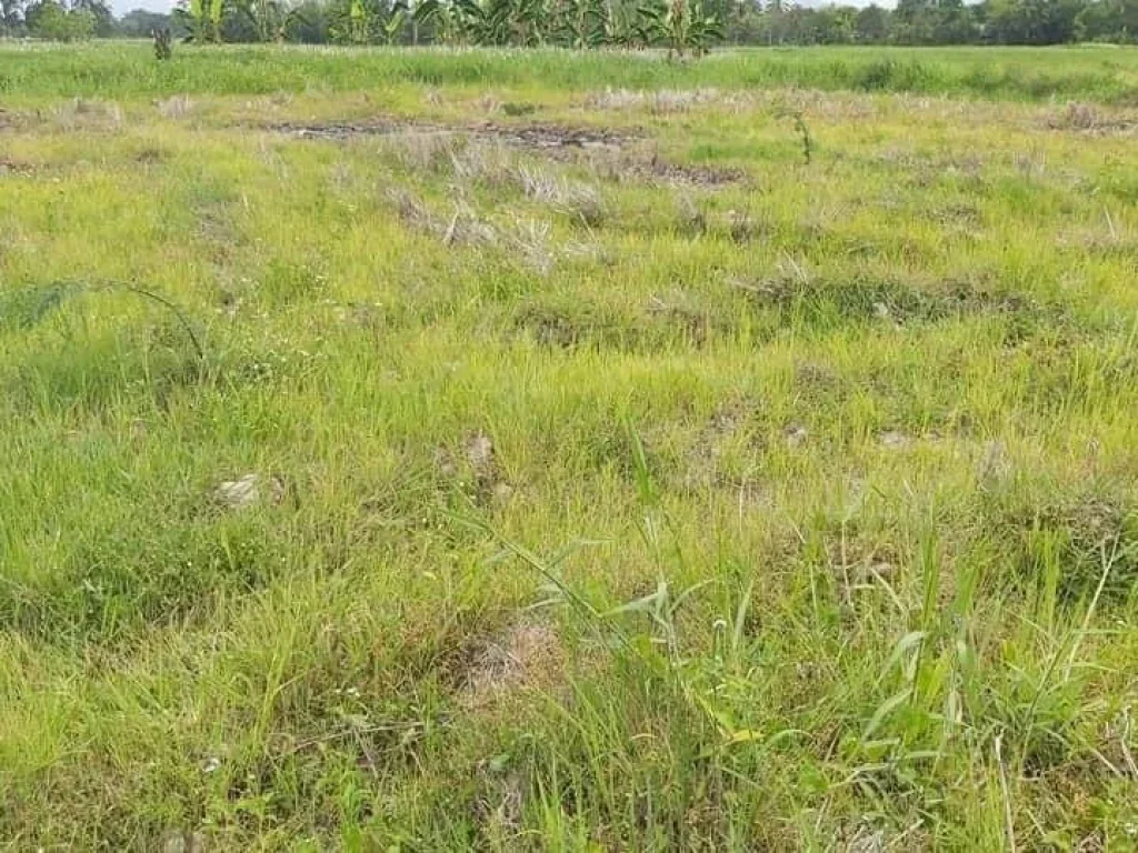 ขายที่ดินติดถนน เห็นพระธาตุ ทำเลค้าขายได้ ดอยสะเก็ต ป่าลาน