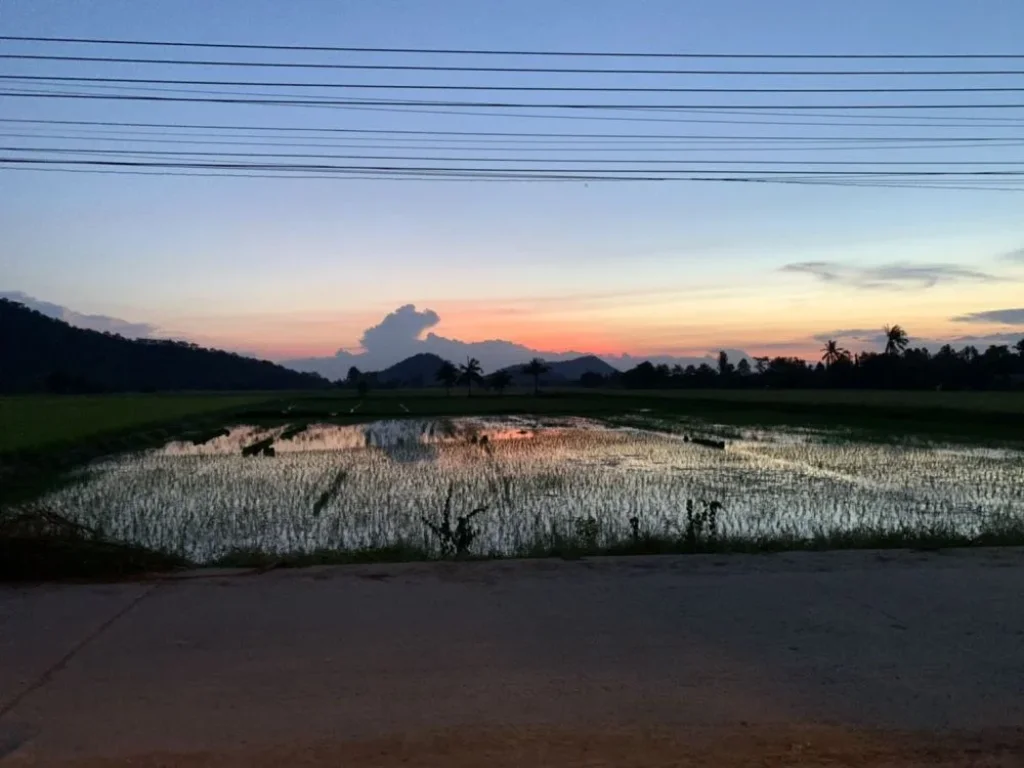 ขายที่นา 5 ไร่ 82 ตรว ตำบลยางนอน อำเภอเดิมบางนางบวช จังหวัดสุพรรณบุรี