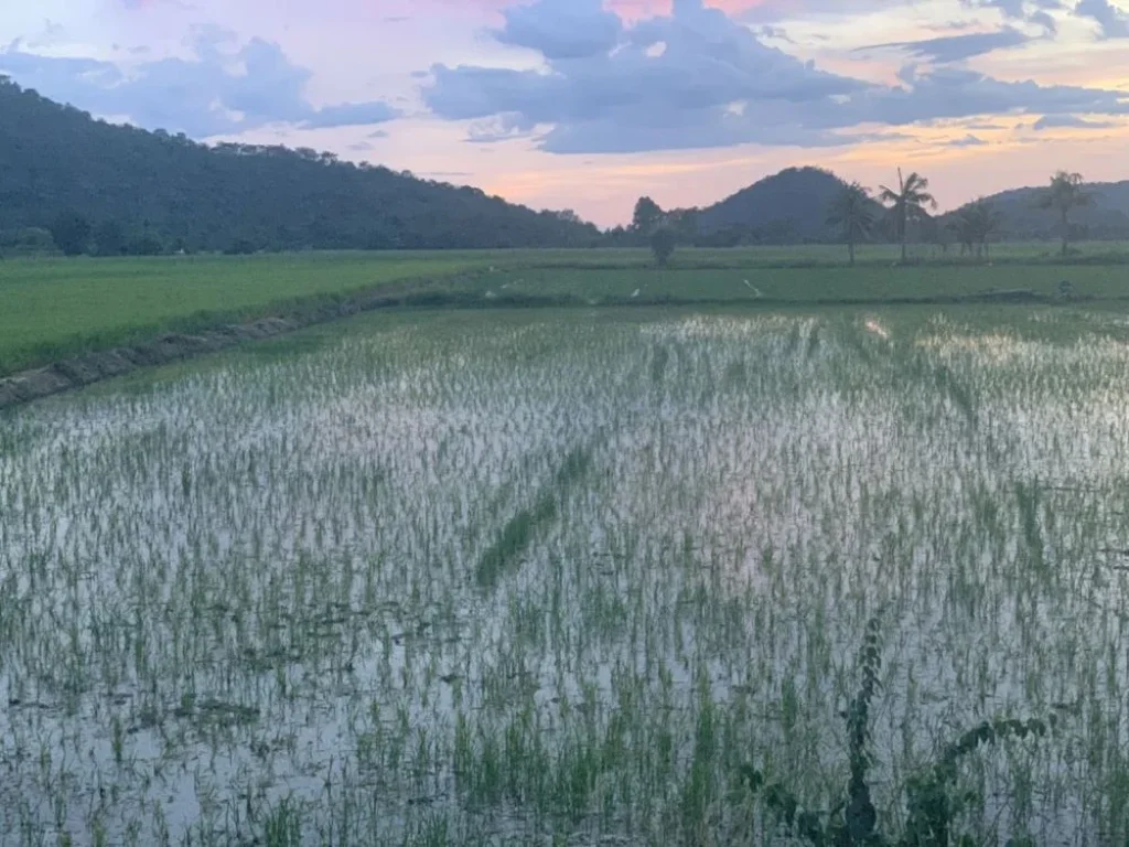 ขายที่นา 5 ไร่ 82 ตรว ตำบลยางนอน อำเภอเดิมบางนางบวช จังหวัดสุพรรณบุรี