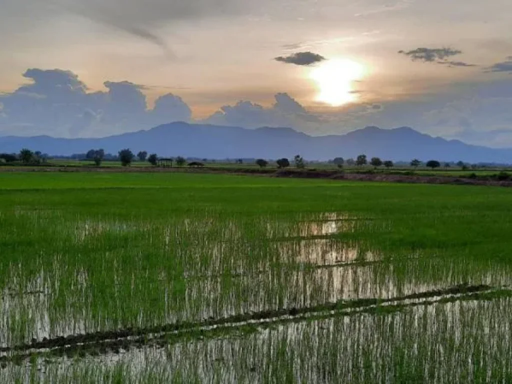 ขายที่ดิน 5 ไร่ 14 ตรว ตำบลศรีดอนมูล อำเภอเชียงแสน จังหวัดเชียงราย