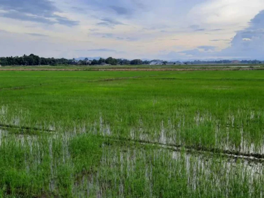 ขายที่ดิน 5 ไร่ 14 ตรว ตำบลศรีดอนมูล อำเภอเชียงแสน จังหวัดเชียงราย