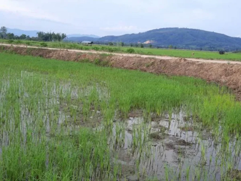 ขายที่ดิน 5 ไร่ 14 ตรว ตำบลศรีดอนมูล อำเภอเชียงแสน จังหวัดเชียงราย