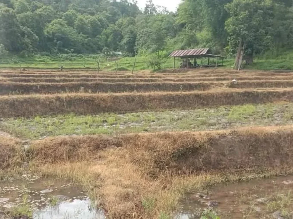 ขายที่นา วิวดอย สะเมิงเหนือ เชียงใหม่