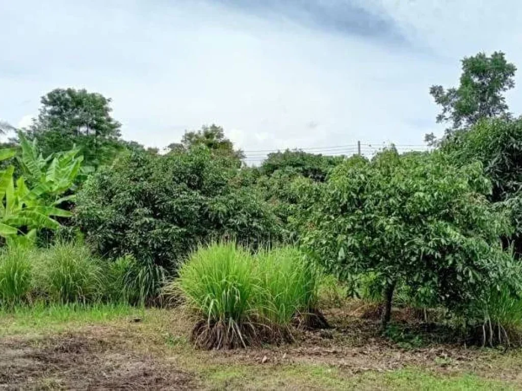 ขายที่ดินสะลวง แม่ริม ถนนคอนกรีต พระธาตุสี่รอย