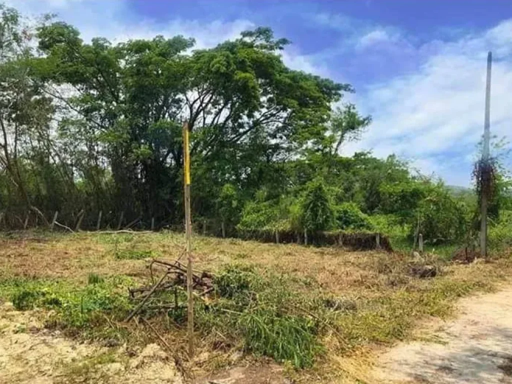 ขายที่ดินหนองอาบช้าง สันโป่ง แม่ริม เชียงใหม่