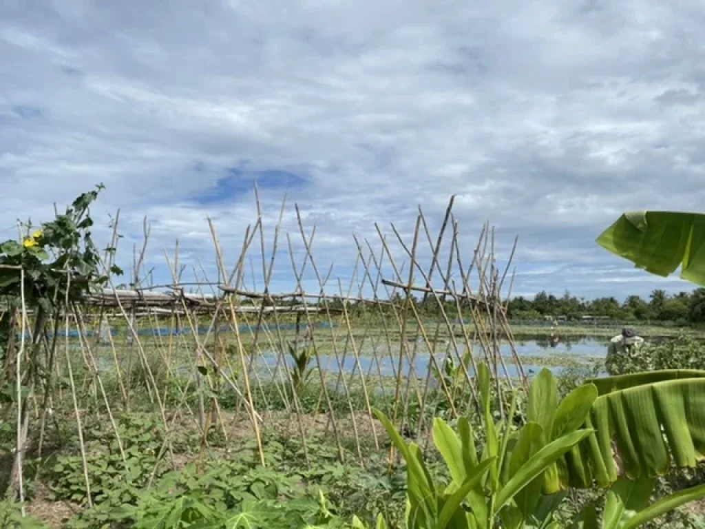 ขายที่ดิน 5 ไร่ ตำบลบ้านเกาะ อำเภอเมือง จังหวัดสมุทรสาคร