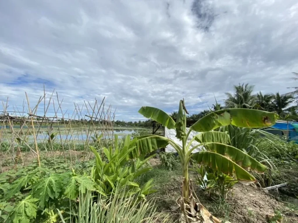 ขายที่ดิน 5 ไร่ ตำบลบ้านเกาะ อำเภอเมือง จังหวัดสมุทรสาคร