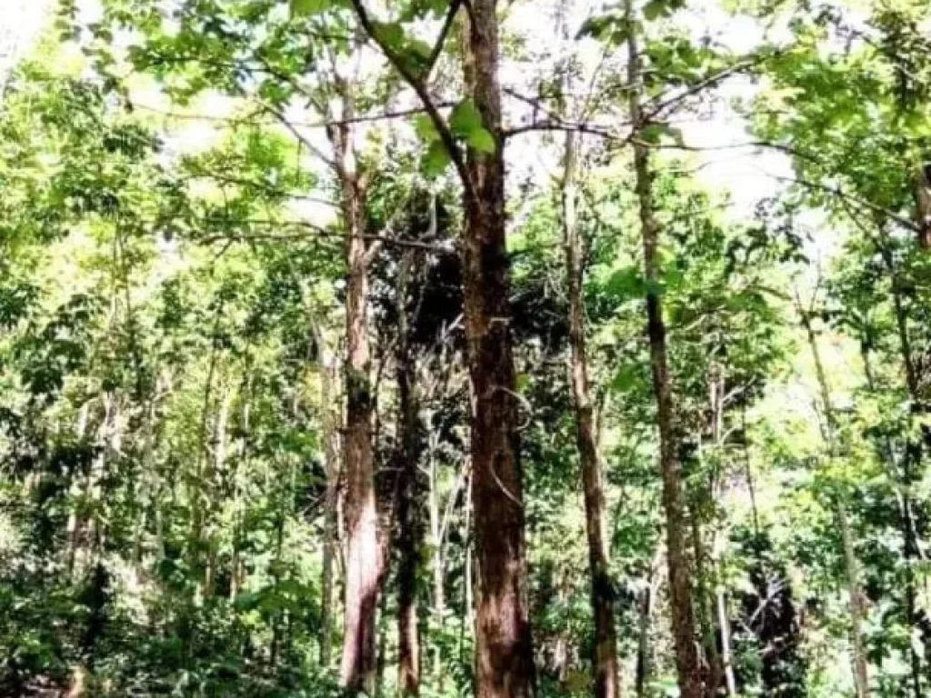 ที่ดินแปลงใหญ่ ขนาด 40 ไร่ ขายเพียง 25 ล อุตรดิตถ์