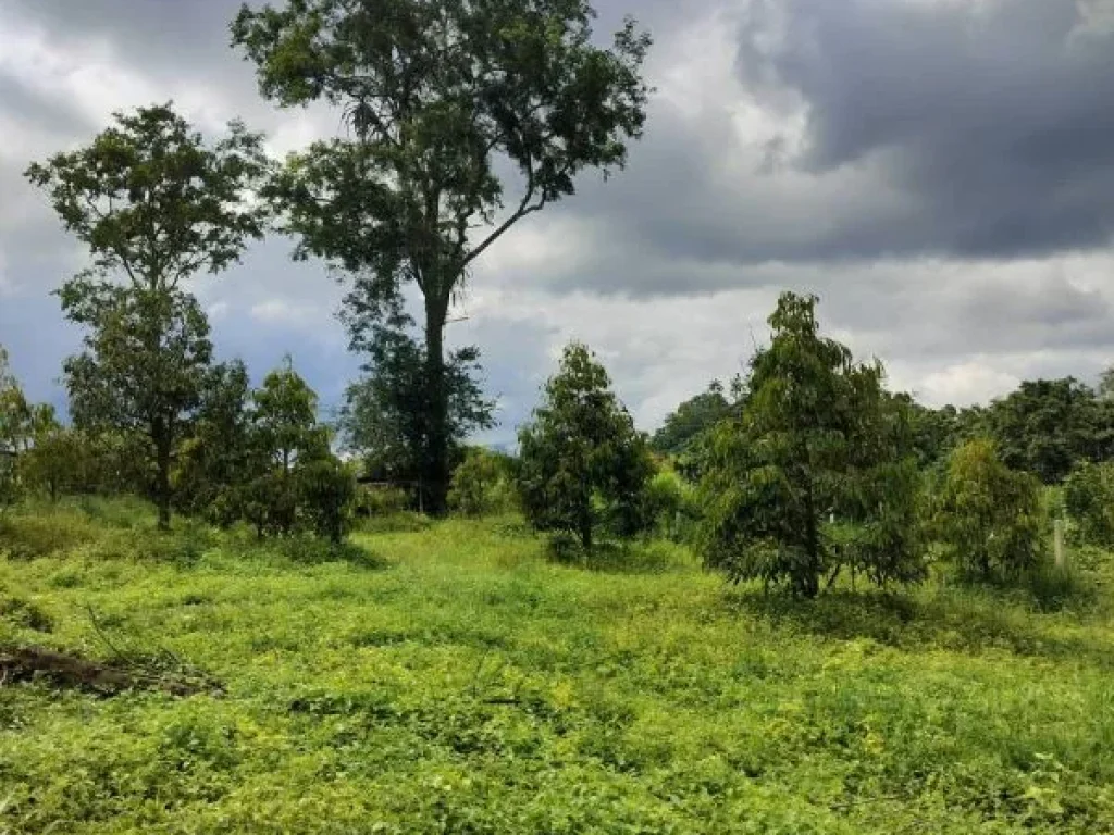 ขายที่ดินสวนทุเรียนติดลำธาร อำเภอโป่งน้ำร้อน จังหวัดจันทบุรี