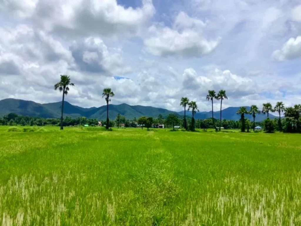 ที่ดินวิวดอยสวยๆ ทำเลดี ราคาเบา สันกำแพง เชียงใหม่