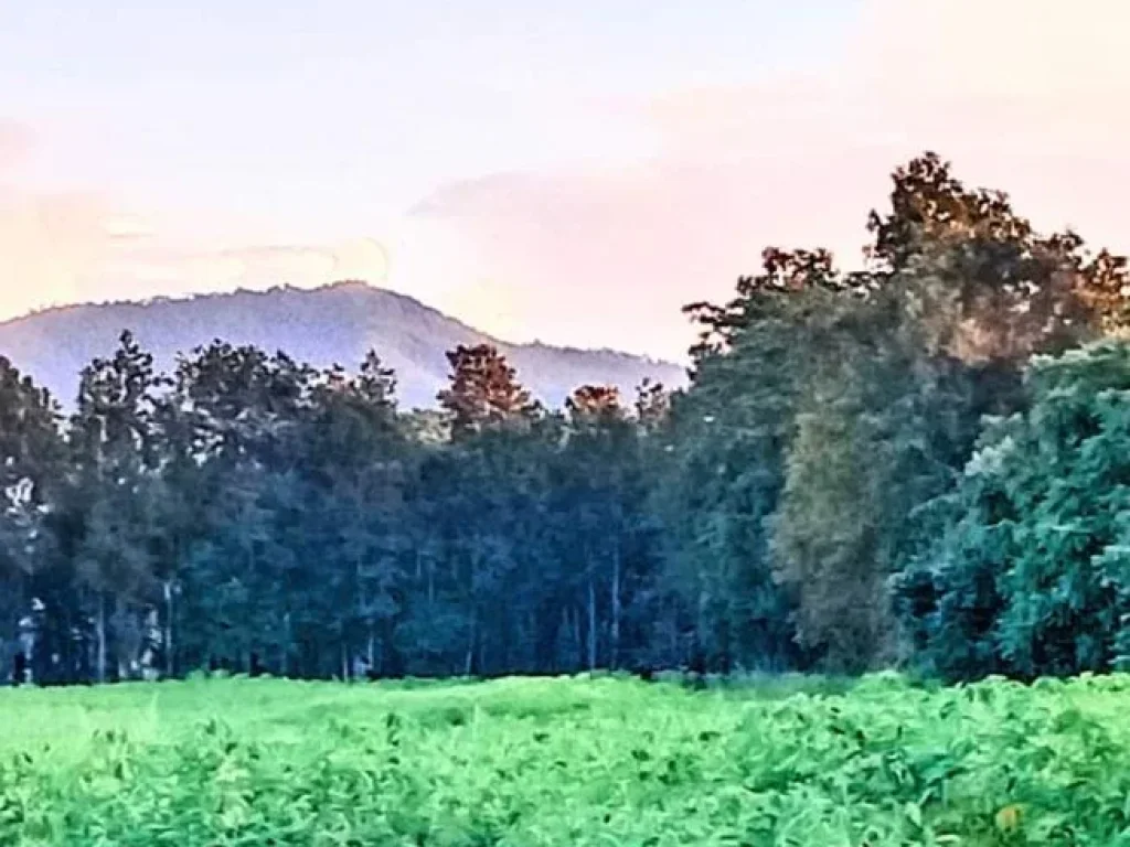 ที่ดินทำเลธุรกิจ ติดถนนสายหลักสี่เลน อน้ำปาด อุตรดิตถ์