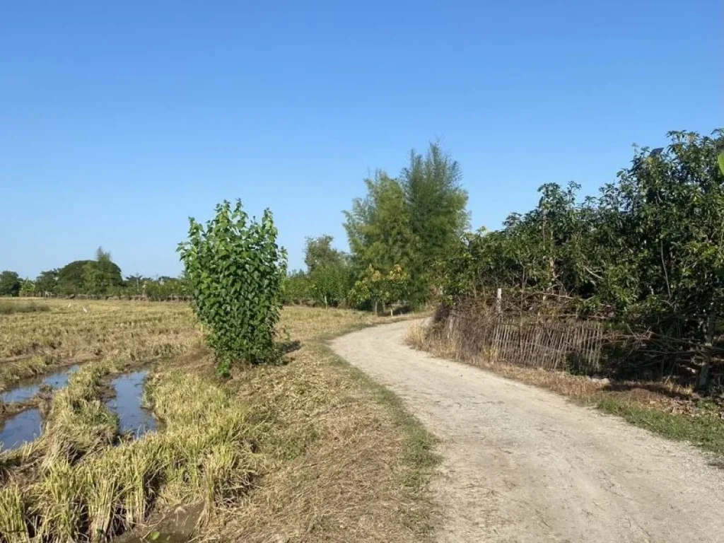 ขายที่นา ดินดีน้ำดี บ้านวังผาง ตวังผาง อเวียงหนองล่อง