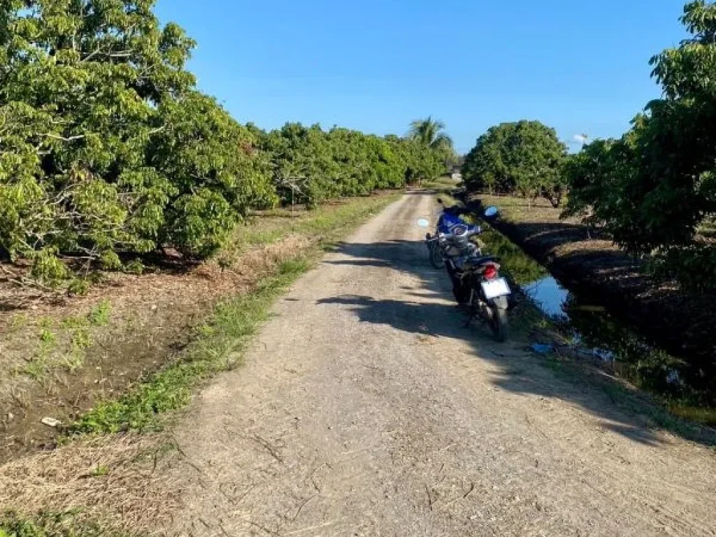 ขายที่นา ดินดีน้ำดี บ้านวังผาง ตวังผาง อเวียงหนองล่อง