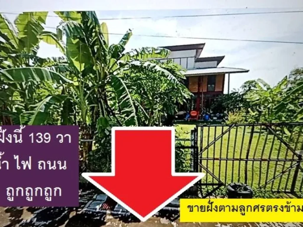 ขายที่ดินแปลงจัดสรรสวย 139 วาแปลงสวยจริงตรงข้ามบ้านหลังใหญ่ส