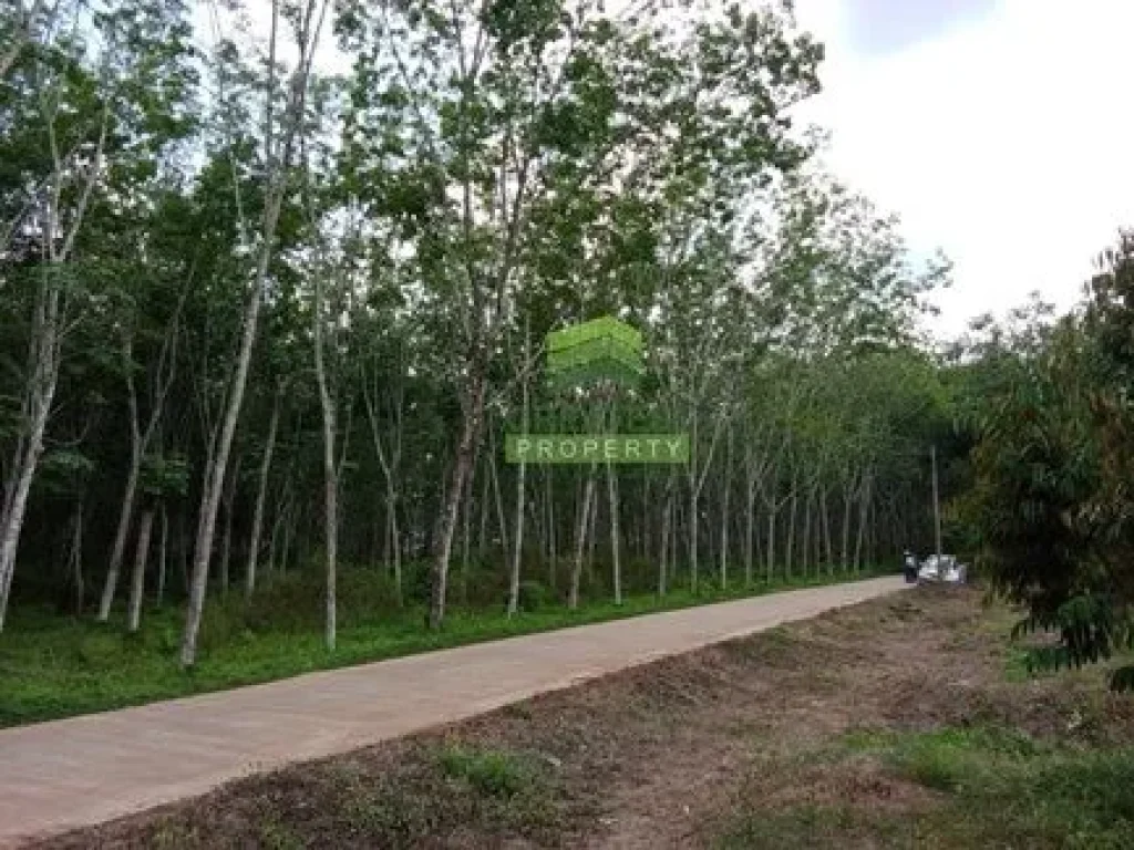 ขายด่วน ที่ดิน สวนยางพารา ทุ่งตำเสา หาดใหญ่ สงขลา เนื้อที่