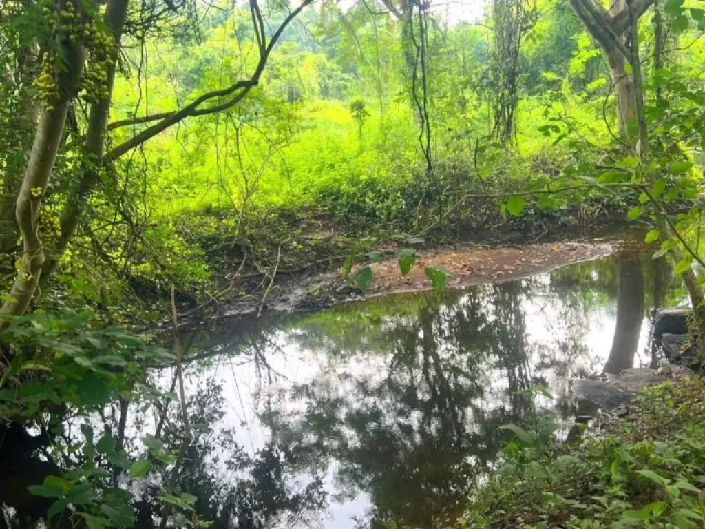 ที่ดินติดลำห้วย มีต้นไม้ใหญ่ร่มรื่น บรรยากาศดี