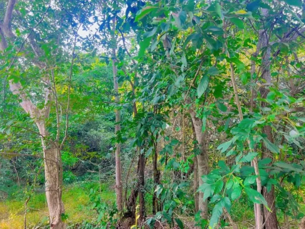 ที่ดินติดลำห้วย มีต้นไม้ใหญ่ร่มรื่น บรรยากาศดี